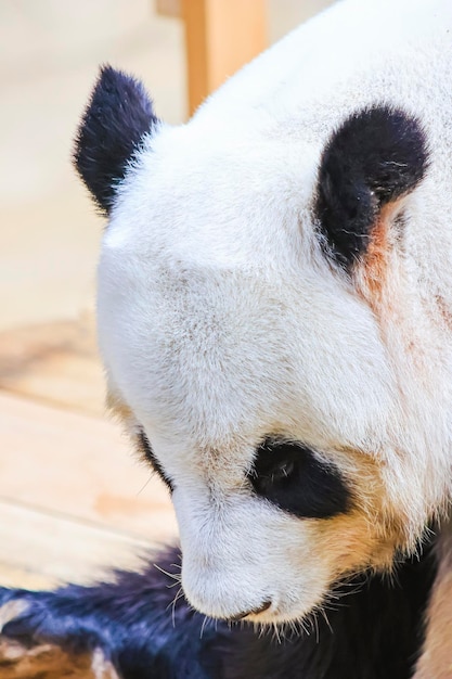 La cabeza de un panda