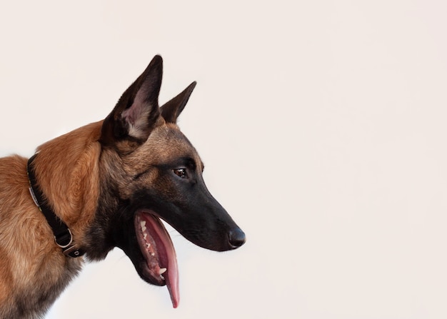 La cabeza del Pastor Belga Malinois en primer plano de perfil con la boca abierta sobre un fondo blanco.