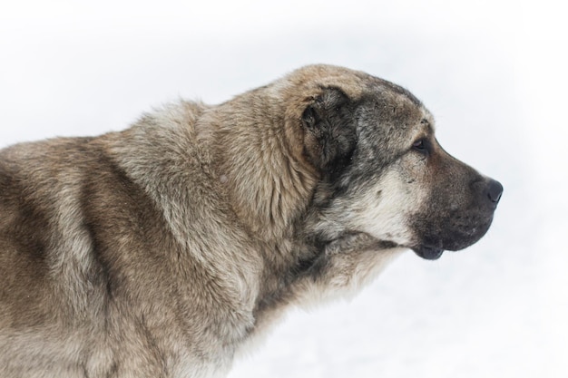 La cabeza de un pastor caucásico vista lateral de un perro gris