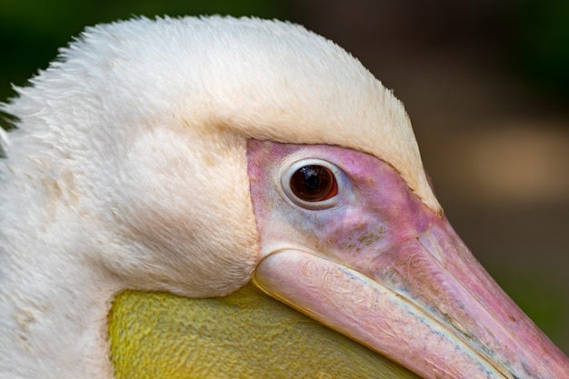 Cabeza de pelícano, pájaro blanco con gran pico amarillo, protección animal, primer plano de pelícano con fondo borroso.