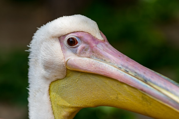 Cabeza de pelícano, pájaro blanco con gran pico amarillo.