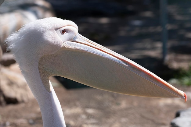 La cabeza de un pelícano rosado de perfil Ave exótica Pelecanus onocrotalus