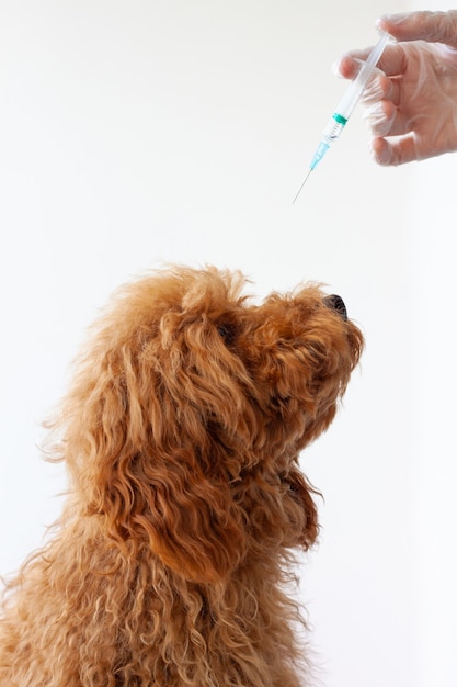 La cabeza de un pequeño caniche peludo marrón rojizo y una mano con una jeringa. Conceptos de vacunaciones vacunación animal, veterinario, tratamiento.