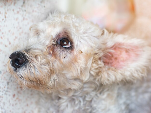 Cabeza de perro adorable del caniche del primer.