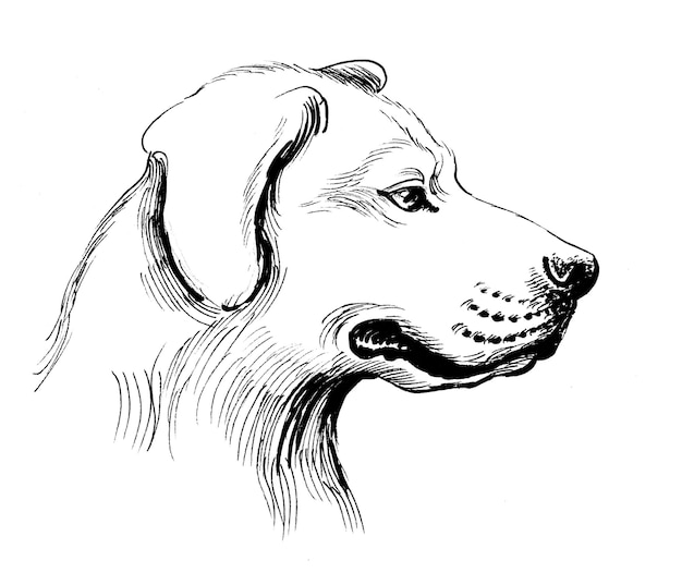 Cabeza de perro. Dibujo a tinta en blanco y negro