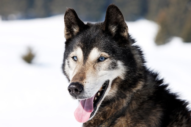 Cabeza de perro husky con ojos azules