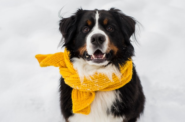 Cabeza de perro de montaña de Berna con la nieve en el rostro vistiendo pañuelo amarillo