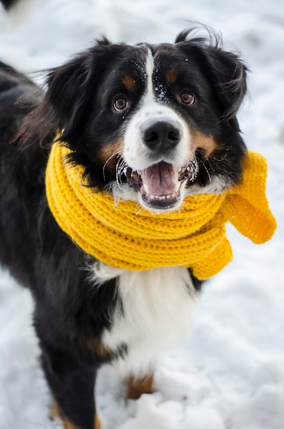 Cabeza de perro de montaña de Berna con la nieve en el rostro vistiendo pañuelo amarillo