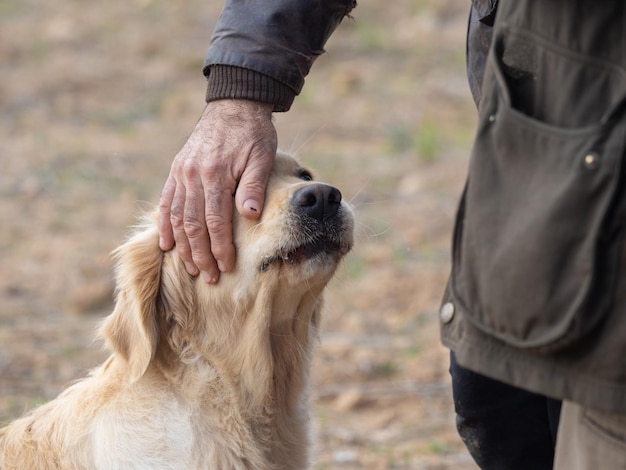 Cabeza de perro de pura raza Golden Retriever acariciada por la mano de su dueño