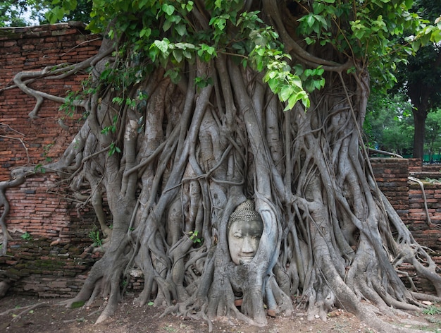 Cabeza de piedra arenisca Buda en The Tree Roots en Wat Mahathat, Ayutthaya, Th