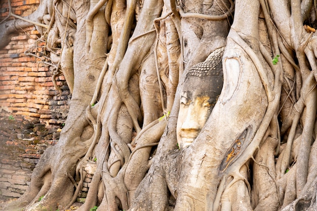 Una cabeza de piedra de Buda rodeado por las raíces del árbol en el Templo de Tailandia.