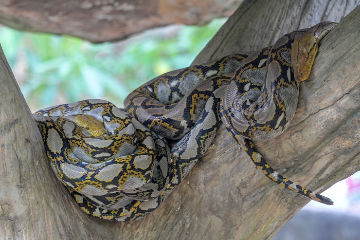 Foto cabeza de pitón birmano en el cuerpo en el árbol de palo en tailandia