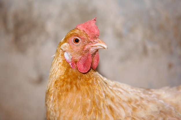 Cabeza de pollo. cerca de la cabeza de pollo. Pollos en aves de corral tradicionales