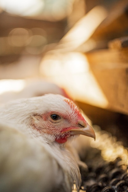 La cabeza de un pollo de engorde de gallo blanco Peine rojo Agricultura ganadería