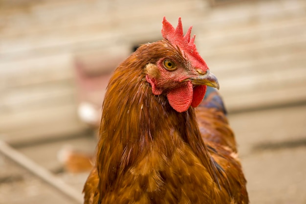 Cabeza de pollo rojo Fondo borroso