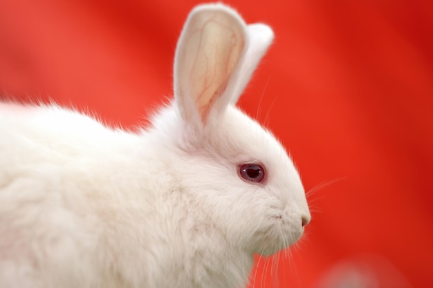 Cabeza de primer plano de conejo blanco sobre fondo rojo.
