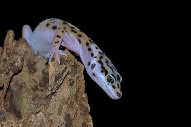 Cabeza de primer plano de geckol leopardo sobre madera gecko leopardo buscando presa