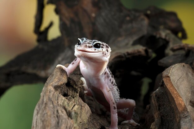 Cabeza de primer plano de geckol leopardo sobre madera gecko leopardo buscando presa