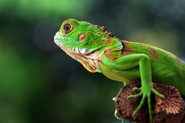 Cabeza de primer plano de iguana roja hermosa en madera