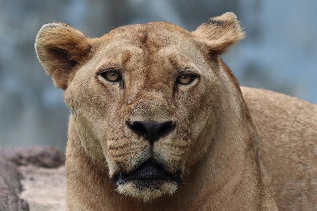 Cabeza de primer plano de león africano hembra cara de primer plano de león africano