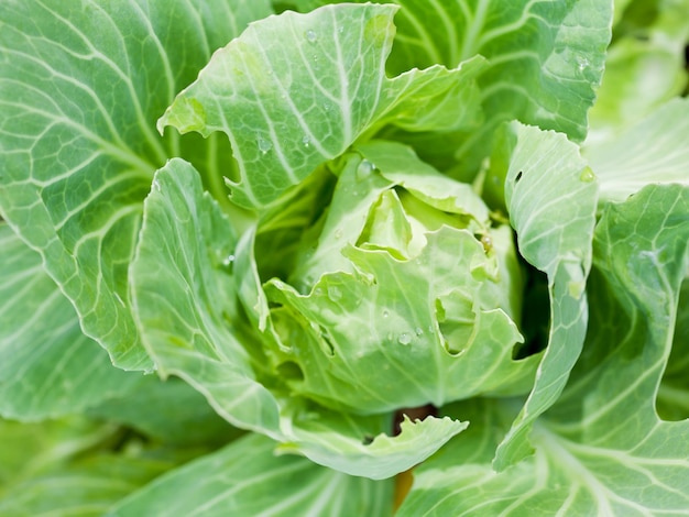 Cabeza de repollo en la cama del jardín