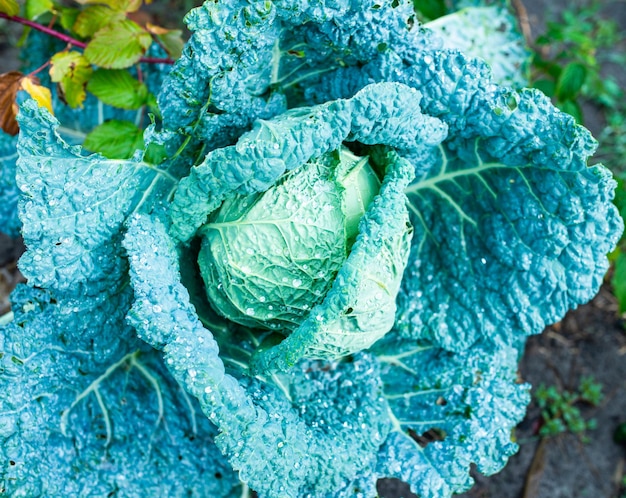 Cabeza de repollo con hojas anchas que crecen en el jardín de la cocina