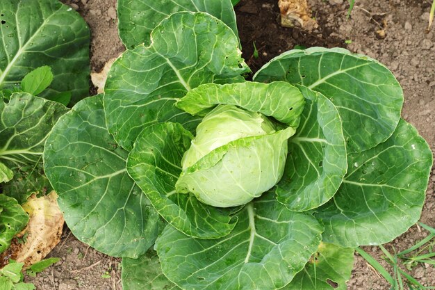 Una cabeza de repollo joven, con hojas devoradas por las babosas, cultivada en una parcela de jardín. Enfoque selectivo.