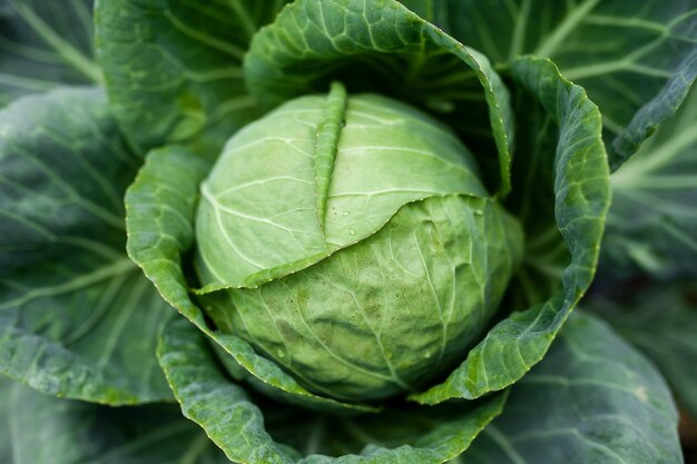 Foto una cabeza de repollo que crece en el jardín.