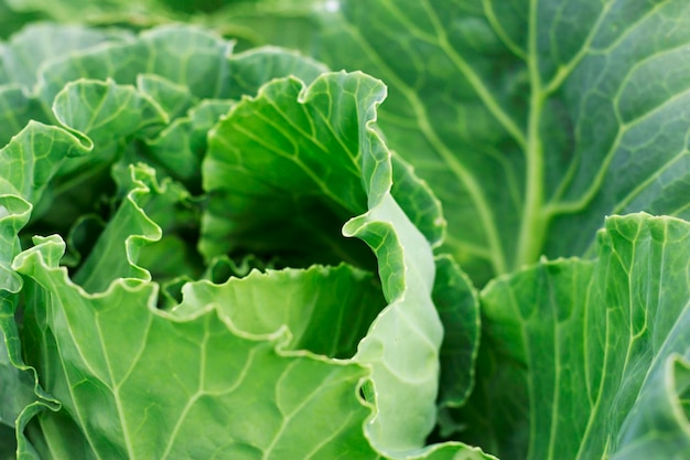 Cabeza de repollo verde en el jardín con primer plano