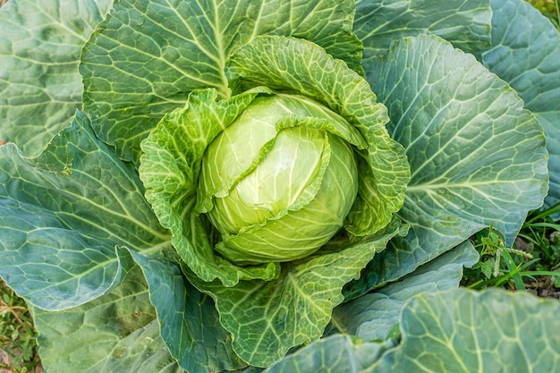 Cabeza de repollo verde en el jardín