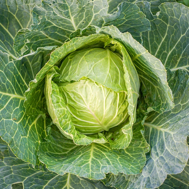 Cabeza de repollo verde en el jardín