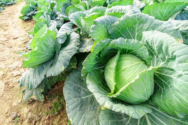 Cabeza de repollo y vio de cerca y ver los detalles de las verduras.