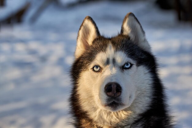 Cabeza de retrato lindo perro husky en el bosque de la tarde soleada