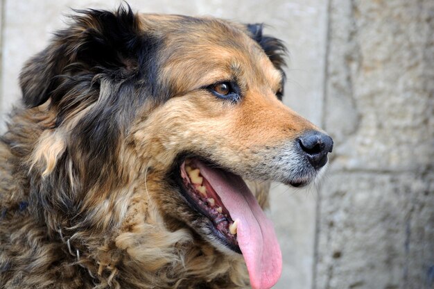 La cabeza de un retrato de primer plano de perro