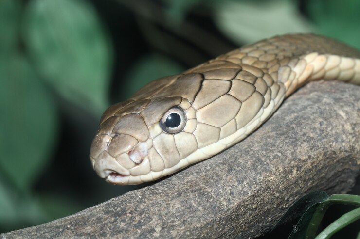 Cabeza Rey Cobra