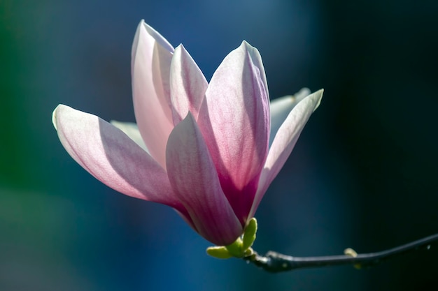 Cabeza rosa claro de flor de magnolia floreciente de primavera