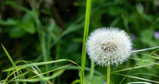 Cabeza de semilla de diente de león en un campo de hierba