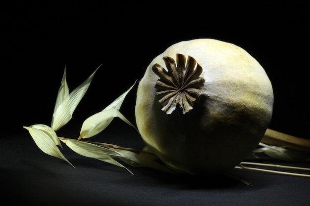 Cabeza de semillas de avena y amapola sobre fondo negro