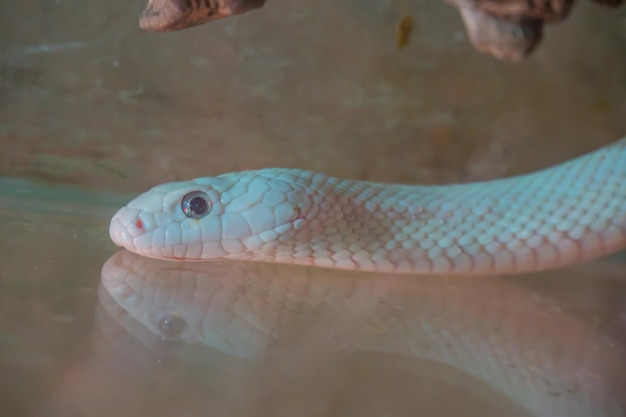 Cabeza de serpiente blanca de llave negra fotografiada desde el lado