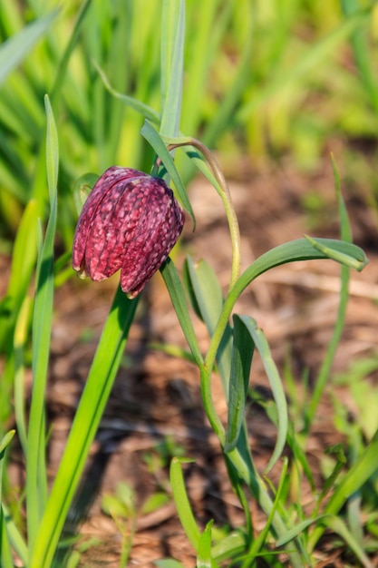 Cabeza de serpiente fritillary Fritillaria meleagris en un jardín.