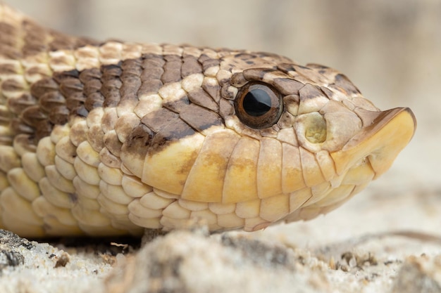 Foto una cabeza de serpiente