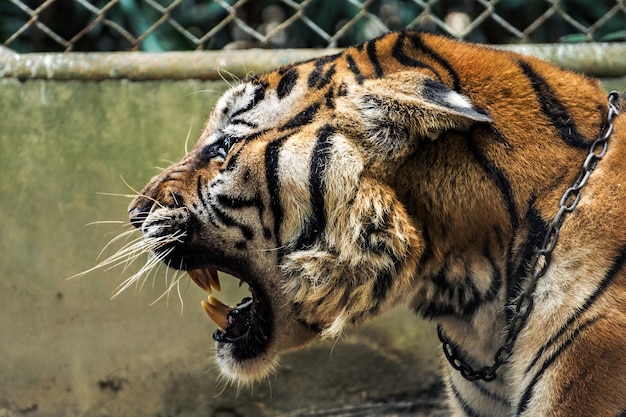 Foto la cabeza del tigre está rugiendo, al lado.