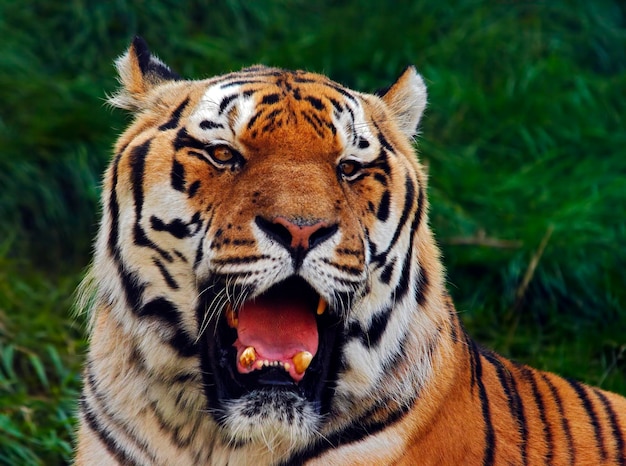 Foto la cabeza del tigre siberiano