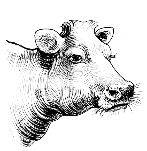 Cabeza de vaca dibujado en blanco y negro