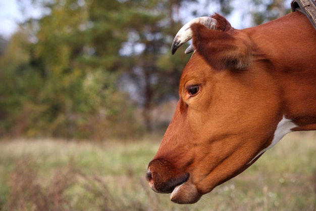 Cabeza de una vaca roja vista lateral cercana sobre un fondo de vegetación