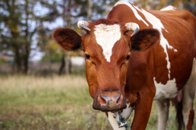 Cabeza de una vaca roja vista lateral cercana sobre un fondo de vegetación