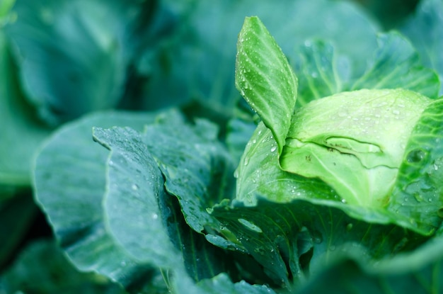 Cabeza verde de repollo en la granja, cerca de la huerta. Gotas de lluvia en las hojas. Comida sana,