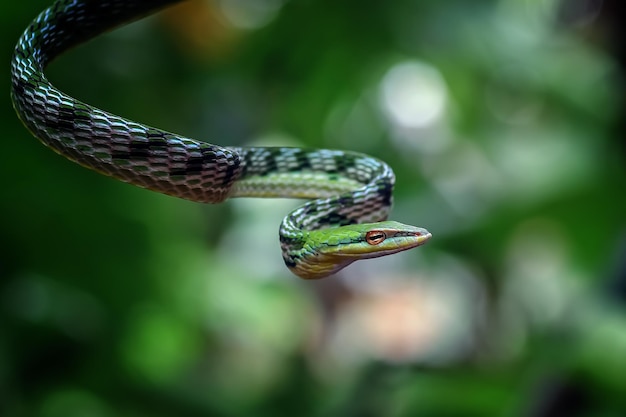 Cabeza de vinesnake asiática closeup en rama animal closeup vista de vineside asiática