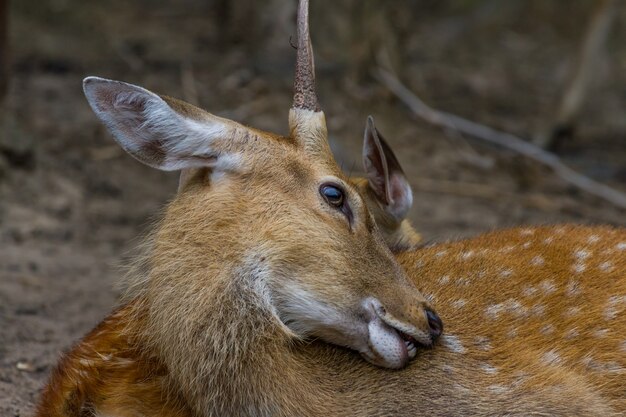 Cabeza de Young Whitetail Deer macho y hembra sentados juntos en el parque público