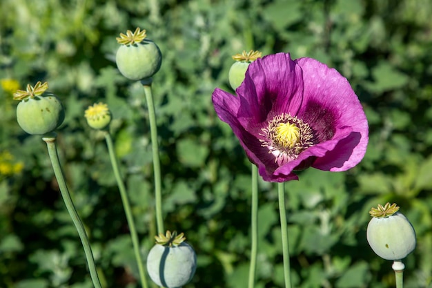 Cabezas de adormidera, primer plano. Papaver somniferum, comúnmente conocida como amapola de opio o amapola de semilla de pan, es una especie de planta con flores de la familia Papaveraceae.